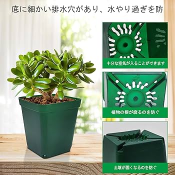 大容量 正方形 ポット 8cm 100個 多肉植物 苗 花 プラ グリーン 大容量 正方形 ポット 8cm 100個 多肉植物 苗 花 プラ グリーン